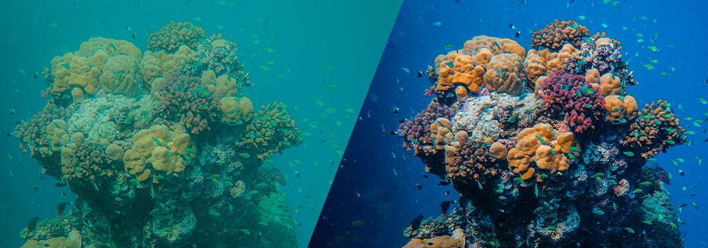 How to Edit Underwater Photos in Lightroom