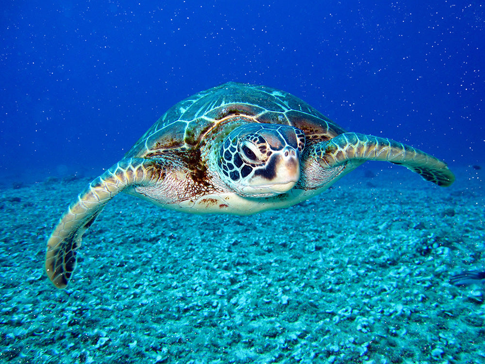 How to Remove Backscatter from Underwater Photos